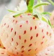 What Are Pineberries? A Nutritional Guide